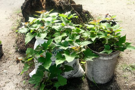 Sweet potato plants growing in buckets and repurposed bags outdoors